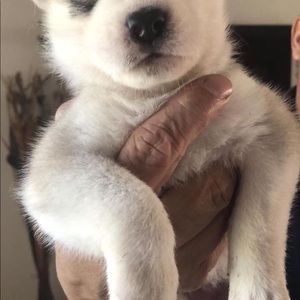 Meet your Posher, Wilson